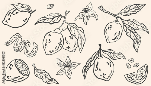 Hand drawn lemon fruits with leaves and flowers. Sketch doodle citrus tropical fruits. Summer design for pattern, poster, card, banner, cover. Vector La dolce vita italian style botanical illustration