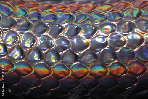 Close-Up of Colorful Snake Scales Reflecting Light and Texture