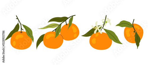 Set flat illustrations ripe tangerine on white background. Citrus orange fruit with green leaves. Mandarin on branch