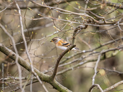 Obraz na płótnie Brambling Perched on a Branch w salonie