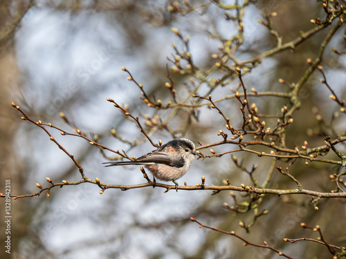 Long Tailed Tit Perched on a Branch