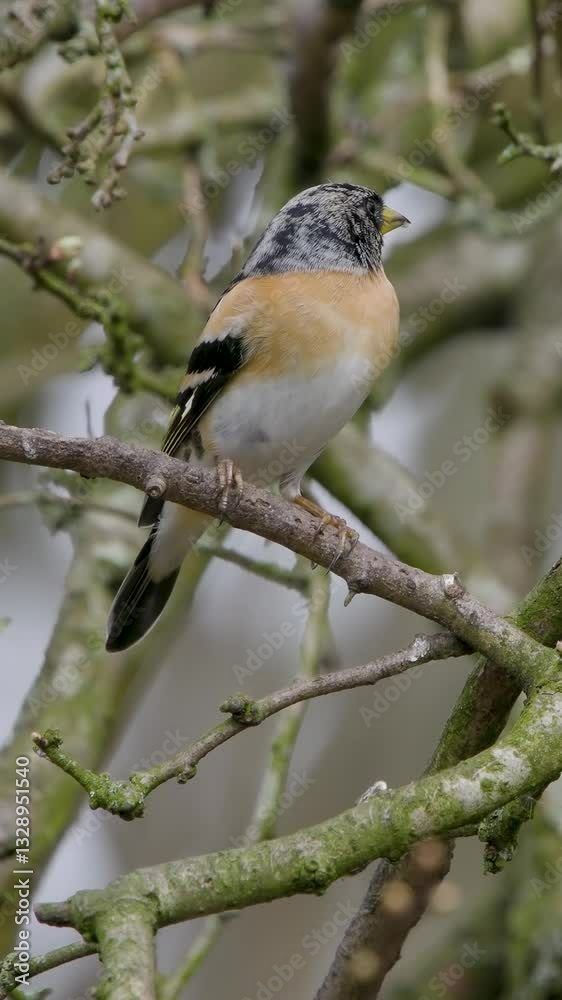 Vertical Video of a Brambling Perched on a Branch
Vertical Video of a Brambling Perched on a Branch
