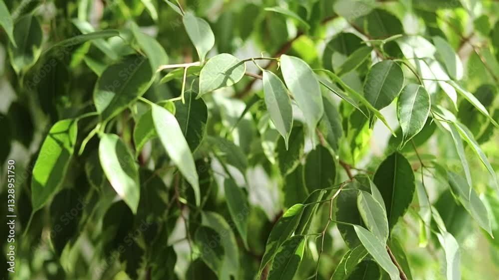 Close up of green healthy leaves of a weeping fig plant growing in a pot at home Close up of green healthy leaves of a weeping fig plant growing in a pot at home