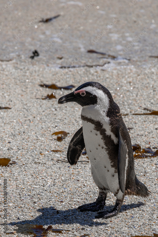 Obraz premium One penguin stand on sandy coast, side view. Spheniscus demersus. Black-footed or jackass penguin. South Africa, Cape Town, natural habitat of Spectacled penguins. Copy space