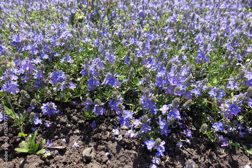 Florescence of violet Veronica prostrata in mid May photo