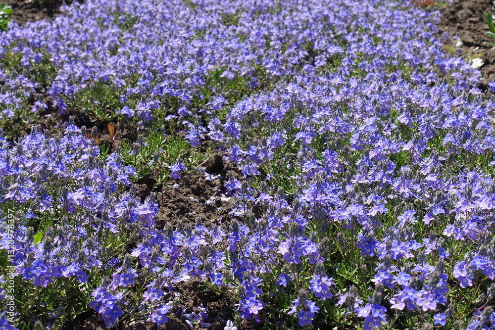 Obraz premium Incalculable violet flowers of Veronica prostrata in mid May
