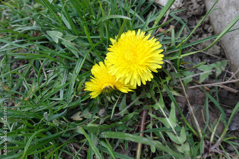 Pair of yellow flowers of dandelions in April Pair of yellow flowers of dandelions in April