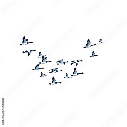 Vsai flock of barnacle geese flying in v formation on white background