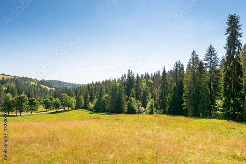 Obraz na płótnie mountain landscape with field in summer. alpine climate. spruce forest on the hill beneath a blue sky. ukraine countryside on a sunny forenoon. grassy slope w salonie