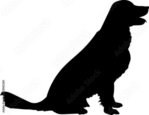 golden retriever sitting silhouette, vector on white background