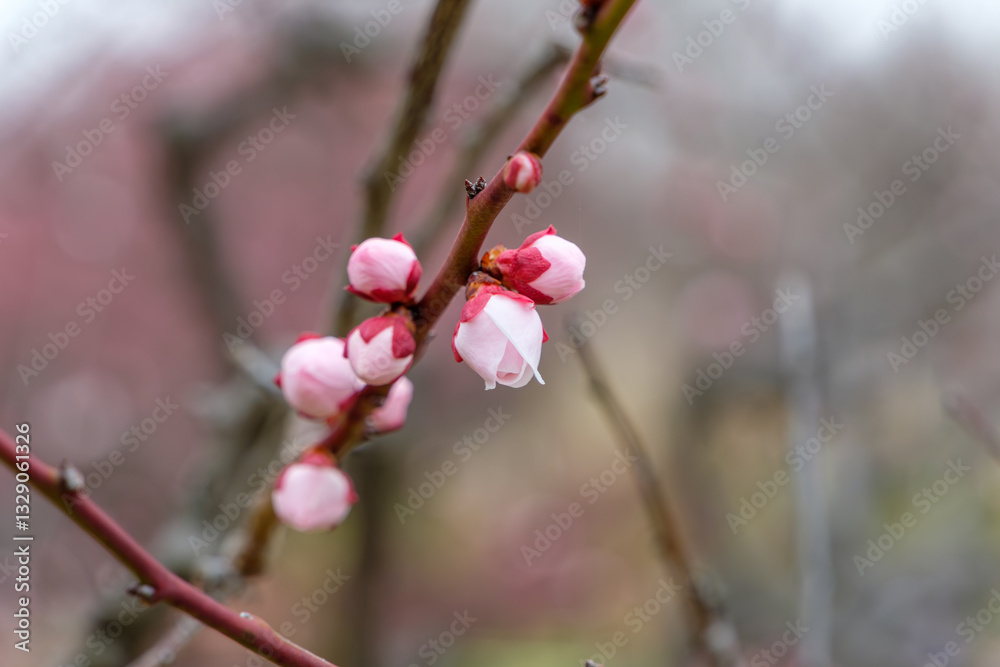 咲き始めた梅のつぼみ 咲き始めた梅のつぼみ
