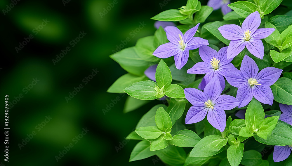 Lush cluster of light purple, star-shaped flowers with vibrant green foliage against a dark background