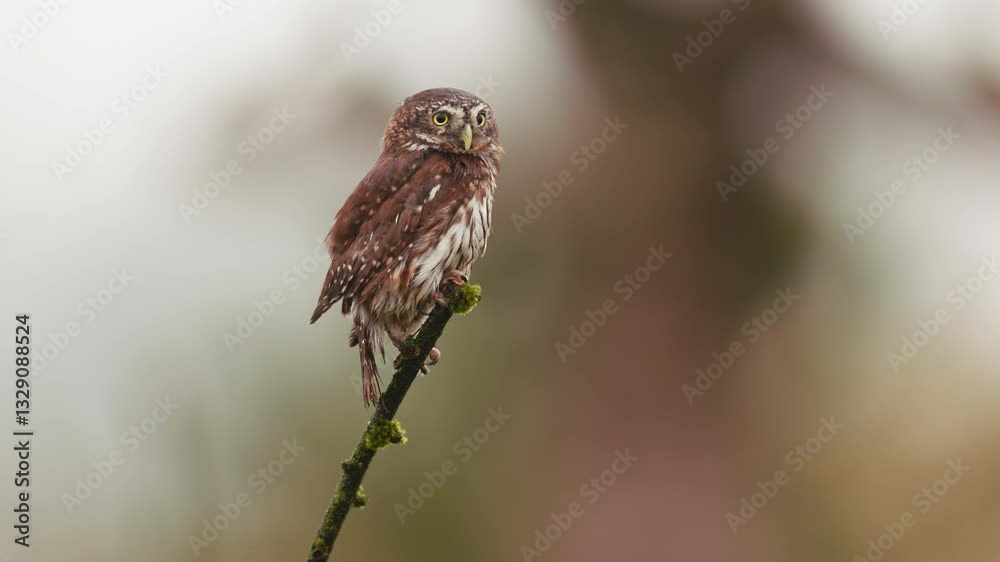 Tiny Eurasian pygmy owl perched on tree branch looks around and makes call Tiny Eurasian pygmy owl perched on tree branch looks around and makes call