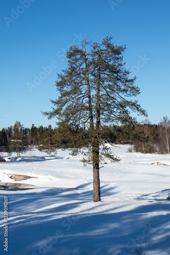 Koitelinkoski rapids in early springtime, Oulu Finland photo
