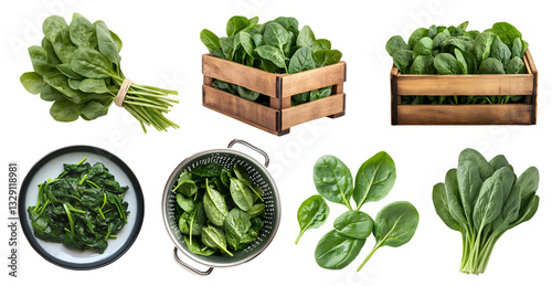 Spinach leaf leafy vegetable flowering plant, many angles view pile stack, wooden crate box, bundle, silver drainer tray, cooked on plate isolated on transparent cutout PNG. Mockup template design