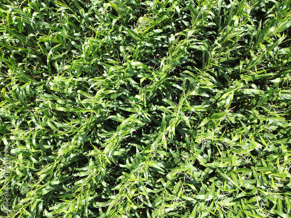 Obraz premium Corn everywhere and luckily no deer