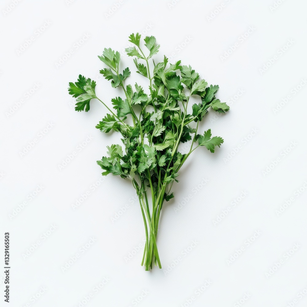 Fresh Curly Parsley Herb Bunch Still Life Cooking Ingredient Culinary Use Aromatic Green Leaves Fresh Curly Parsley Herb Bunch Still Life Cooking Ingredient Culinary Use Aromatic Green Leaves