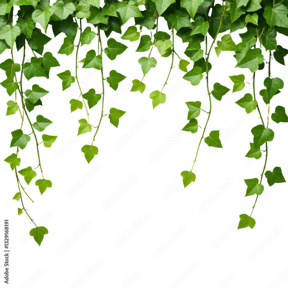 Hanging ivy vines frame, transparent background