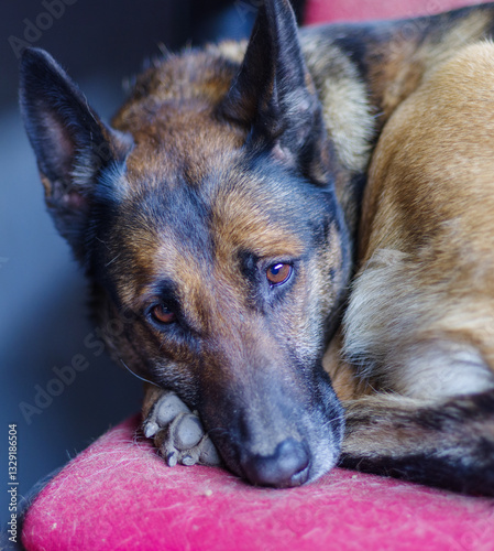 Portrait of a sad dog, Belgian Shepherd