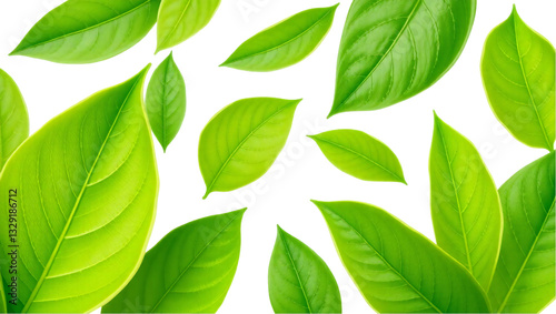 Collection of Green Leaves with Visible Veins on White Background – Natural Botanical Elements