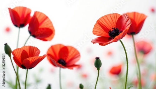 Vibrant red poppies, delicate petals, white backdrop, detail, red flower