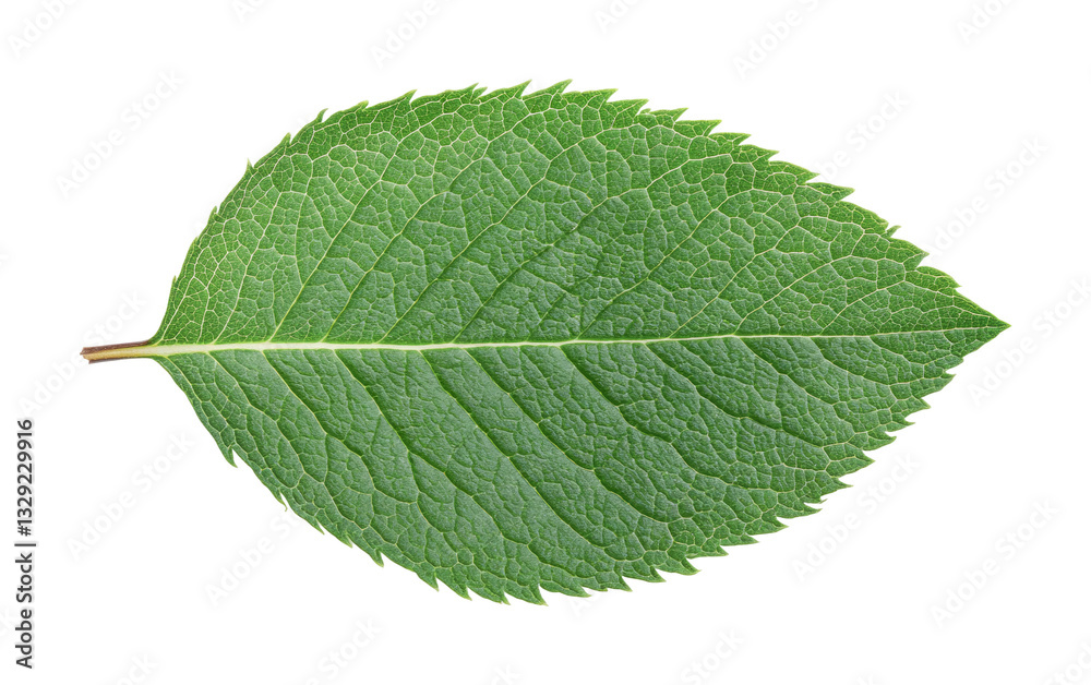Obraz premium Detailed green leaf with serrated edges on black background, cut out