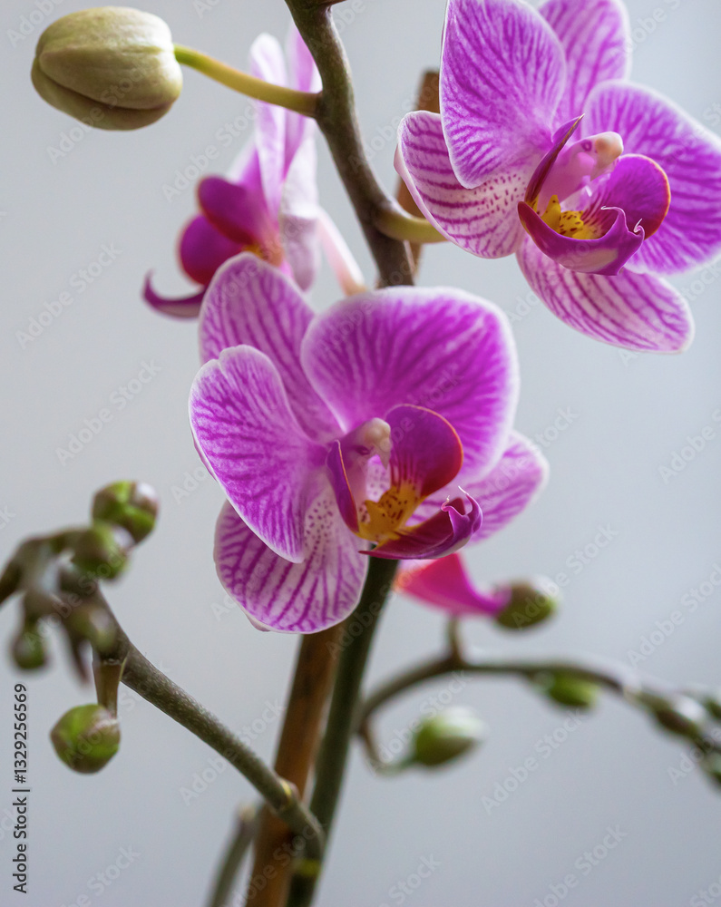 Obraz premium A close-up of a pink-violet orchid branch with delicate blossoms and unopened buds