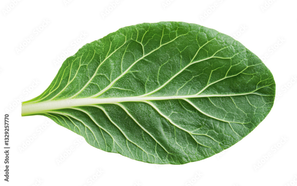 Obraz premium Fresh green spinach leaf with detailed veins on black background, cut out
