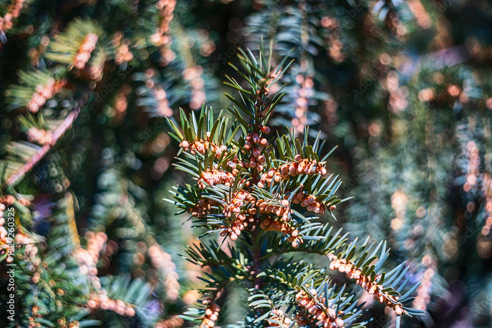 Canadian Hemlock in Bloom bubble bokeh Canadian Hemlock in Bloom bubble bokeh