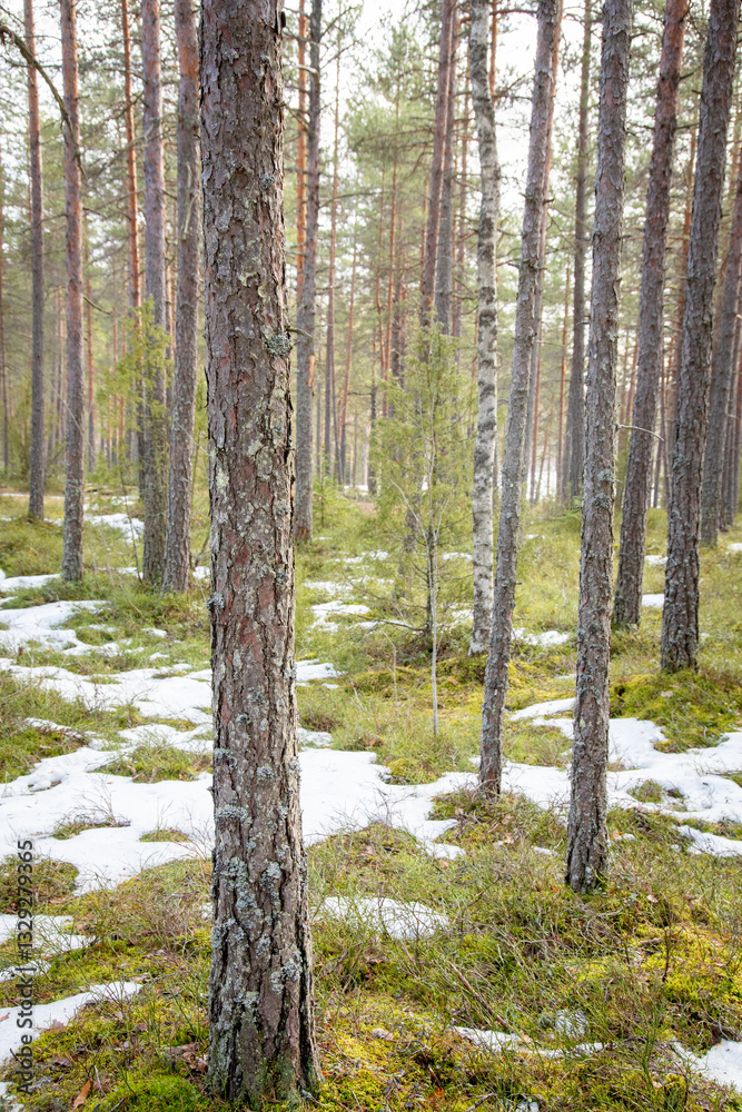 Fototapeta premium Early spring landscape in forest with melting snow