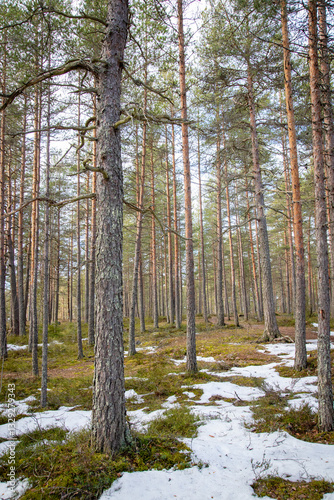Fototapeta Naklejka Na Ścianę i Meble -  Early spring landscape in forest with melting snow