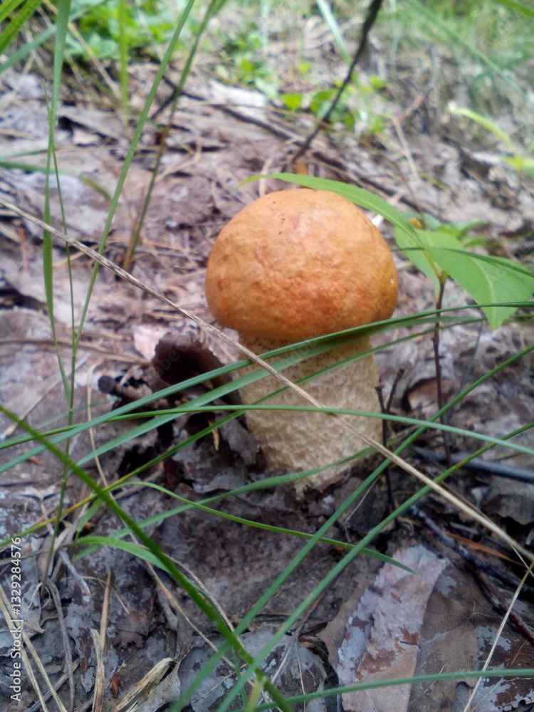 Leccinum aurantiacum mushroom in a summer mixed forest Leccinum aurantiacum mushroom in a summer mixed forest