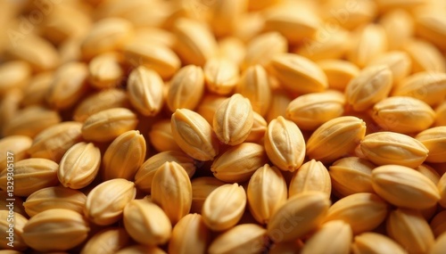 Close-up of whole wheat kernels, rich texture , harvest, field photo