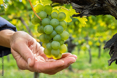 Woman holding a bunch of ripe grapes in open hands. Green grape cluster hanging on a twisted vine. Ripe grapevine growing on an old trunk in a lush vineyard in Wuerzburg, Franconia, Bavaria, Germany