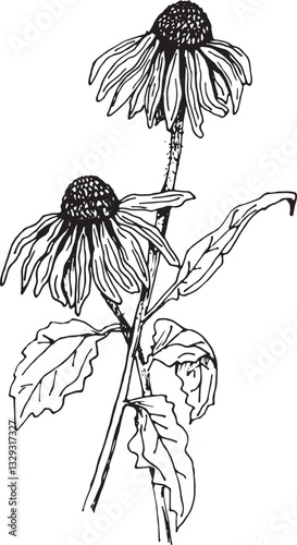 Hand-Drawn Echinacea Flowers Illustration – Botanical Vintage Art