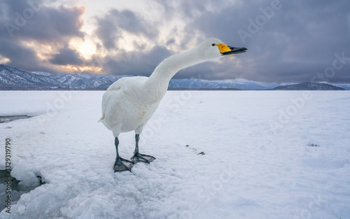 View of serene whooper swans feeding on algae by the beautiful Lake Kussharo surrounded by snow-covered mountains, Teshikaga, Hokkaido Prefecture, Japan.