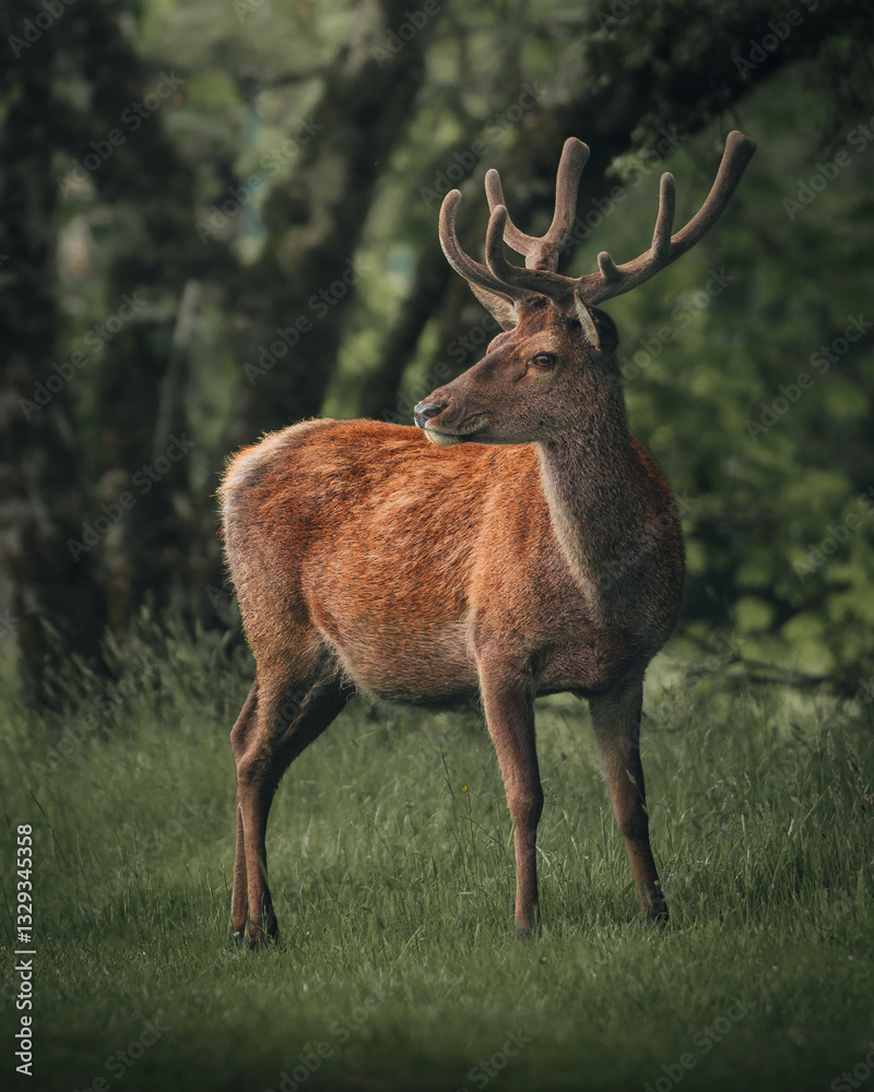 View of majestic deer in a tranquil forest with lush grass, Isle of Skye, Scotland, UK. View of majestic deer in a tranquil forest with lush grass, Isle of Skye, Scotland, UK.