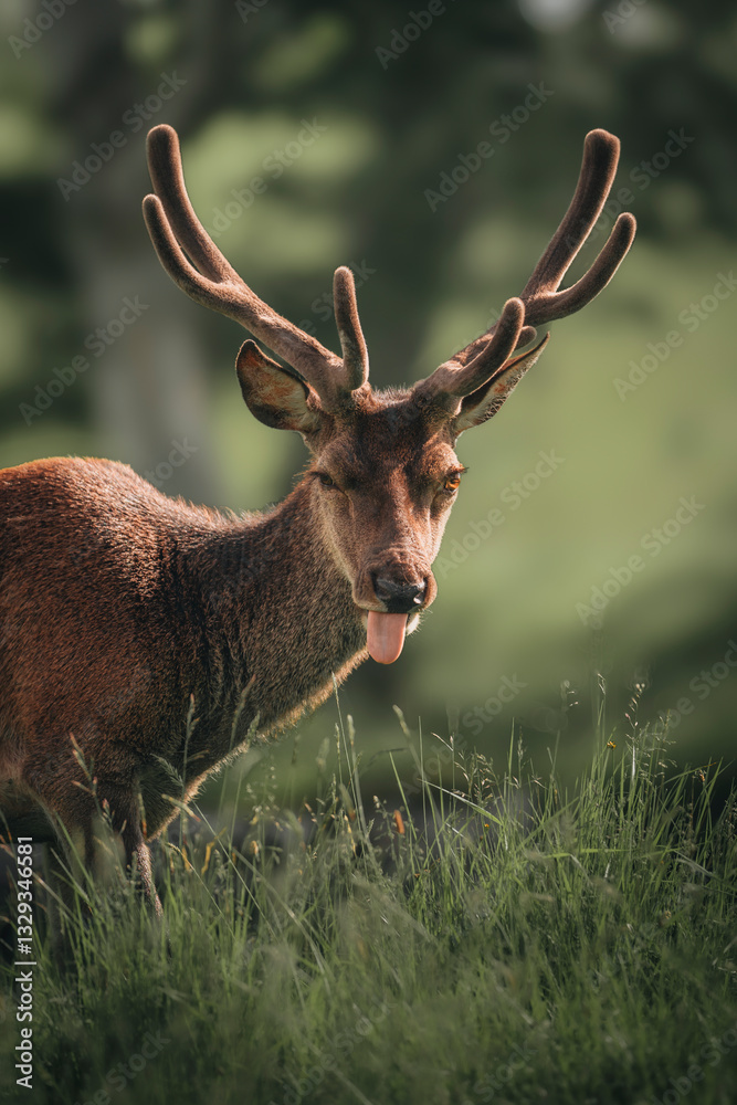 View of majestic deer with impressive antlers in a serene forest landscape, Isle of Skye, Scotland, UK. View of majestic deer with impressive antlers in a serene forest landscape, Isle of Skye, Scotland, UK.
