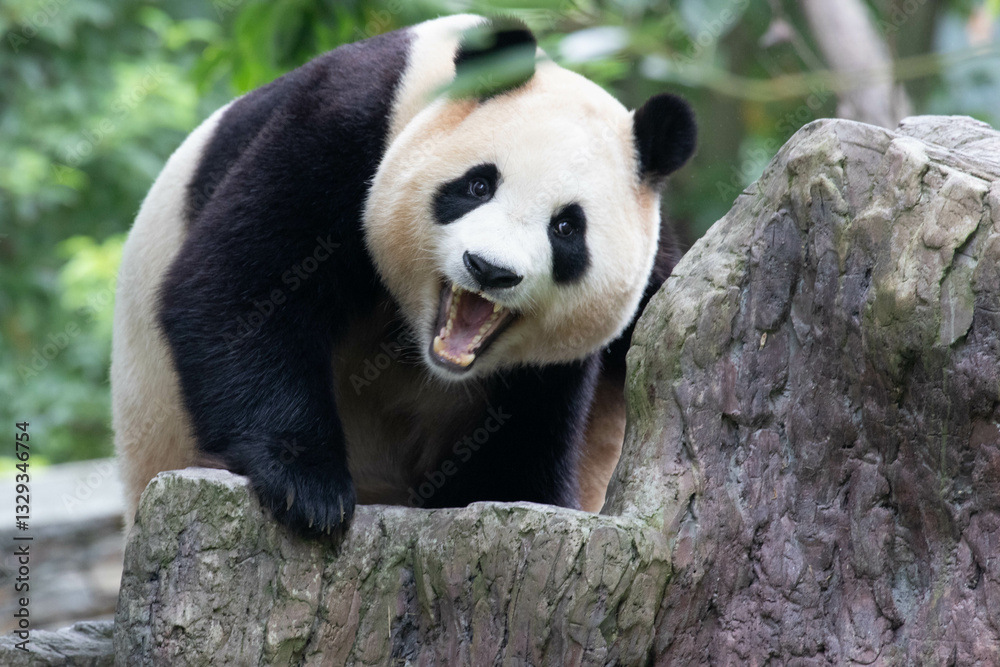 Obraz premium Female Panda Returned from South Korea, Fu Bao, Wolong Panda Base