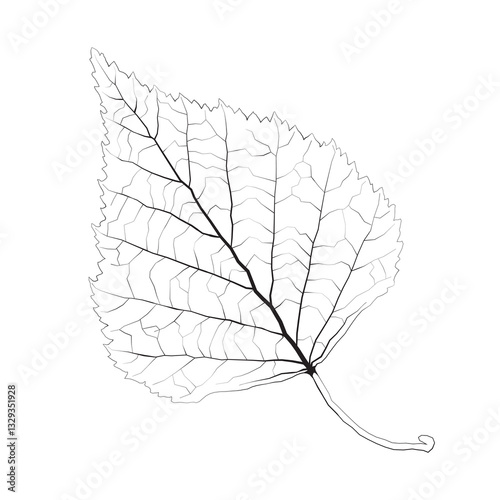 Isolated vector monochrome birch leaf.