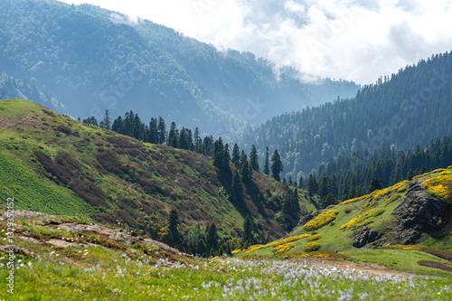 Green mountains with trees, flowers and fresh grass under cloudy sky. Natural landscape concept, summer day photo