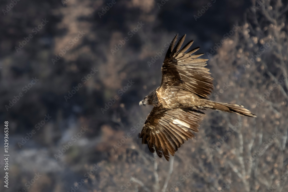 Obraz premium gypaete juvenile en vol