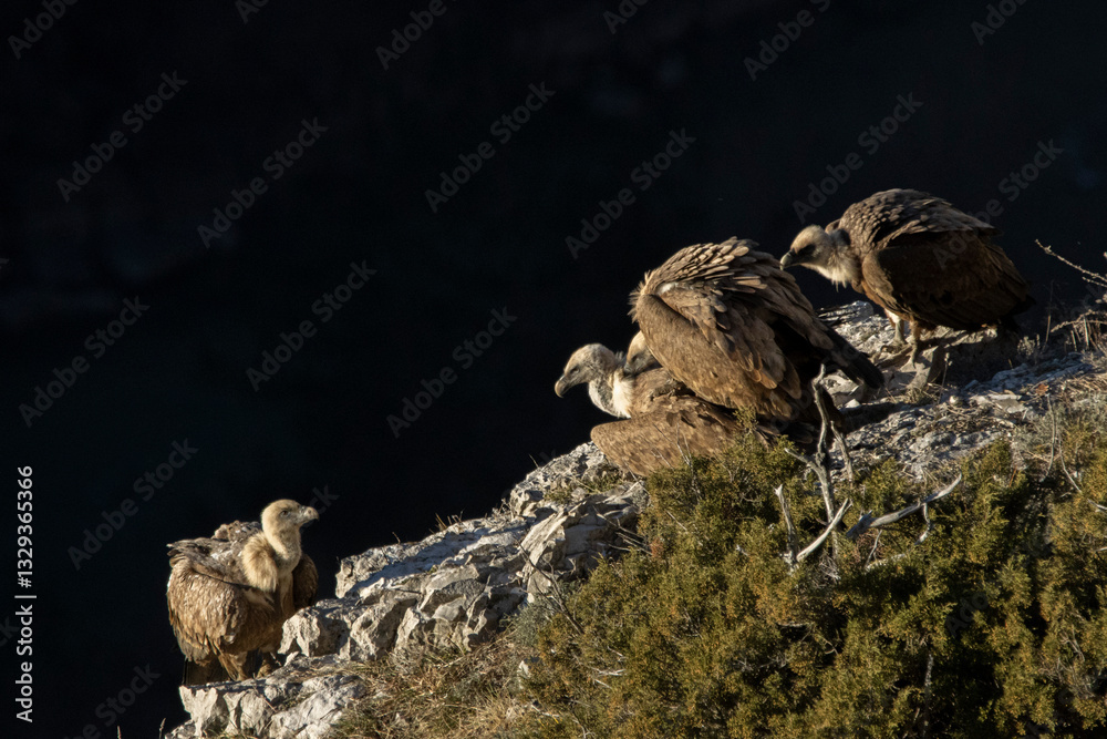 Obraz premium accouplement de vautours fauves