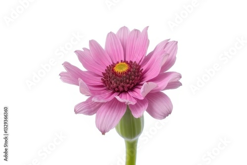 Bright Close-Up Showcase: Spectacular Scabiosa Blossom in Vivid Bloom