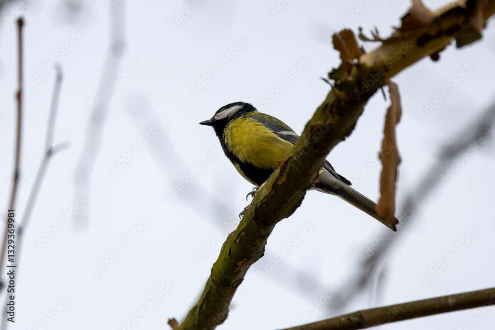 Obraz premium a tit on the branches of a tree on a spring day