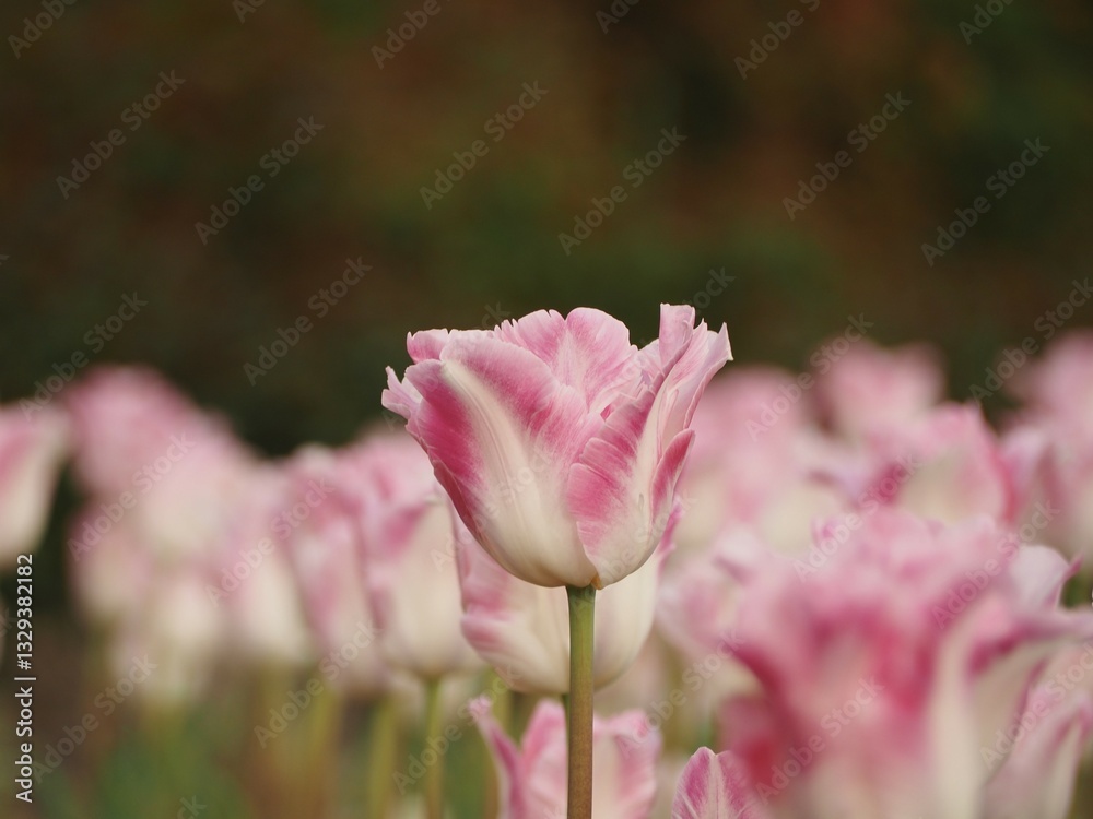 Naklejka premium 新潟県産チューリップ 恋心