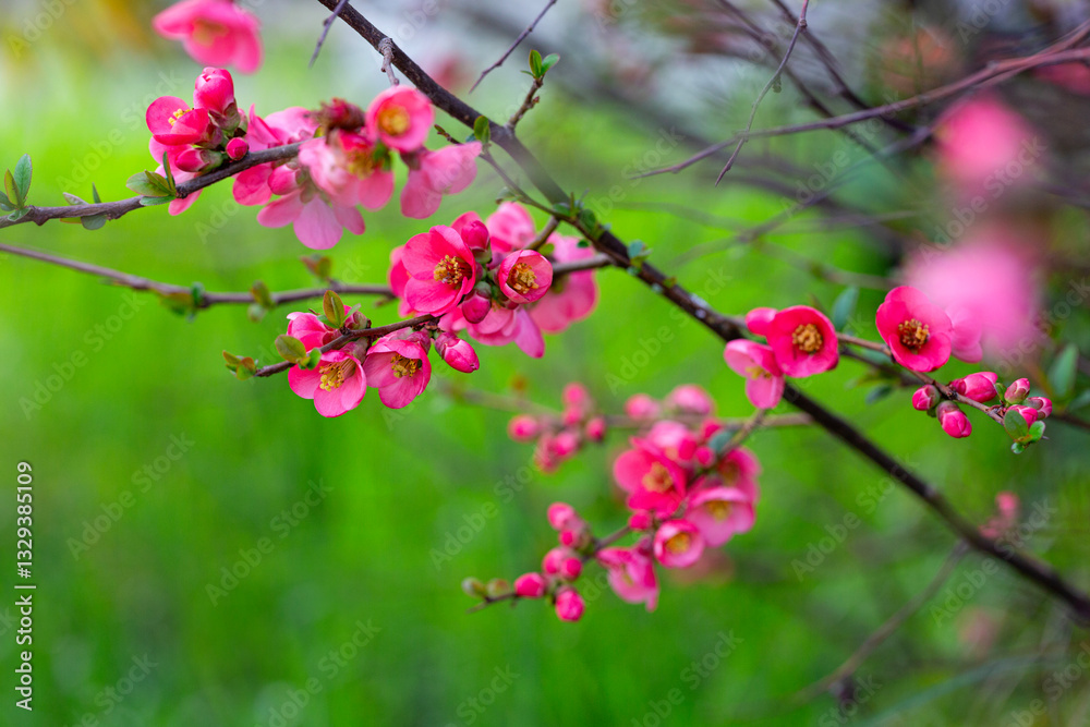 Bright red flowers on a branch of the Japanese quince on a blurry green background in the spring garden. Chaenomeles of variety Nicoline