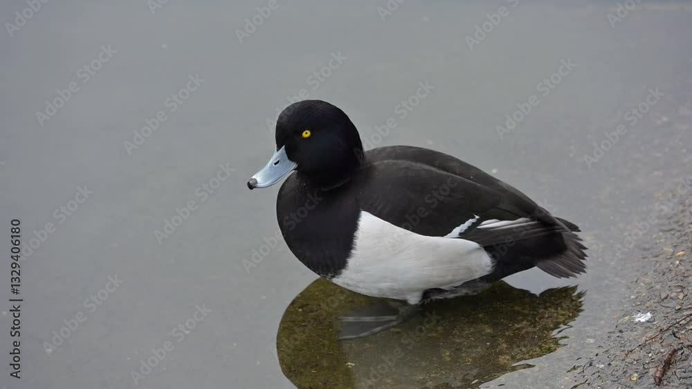 Tufted Duck (Aythya fuligula) male taking to the water at the side of the lake in a park, London, UK. January [Slow motion x10]