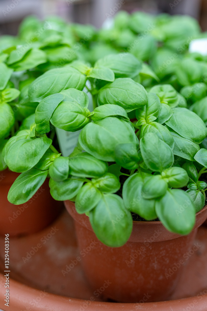 fresh basil in a pot fresh basil in a pot