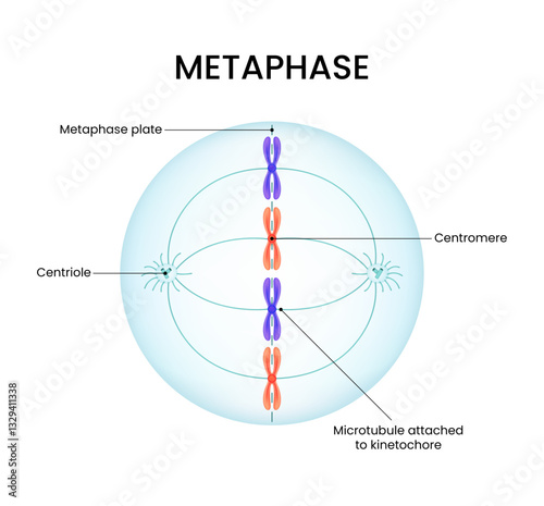 Metaphase chromosomes aligned in the cell's center during mitosis
